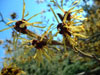 hamamelis mollis-1